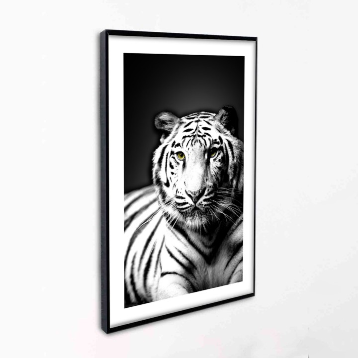 Tigre Blanco