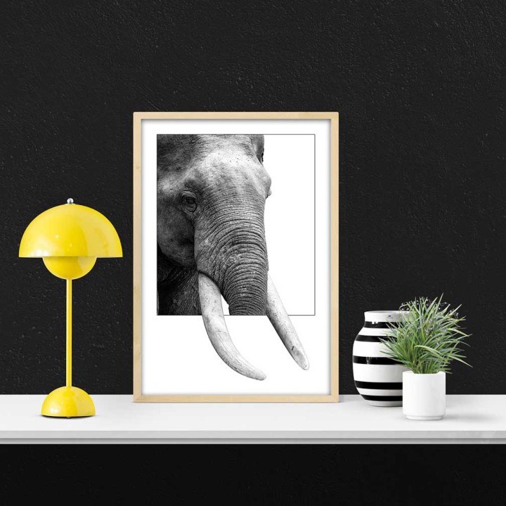 Elefante